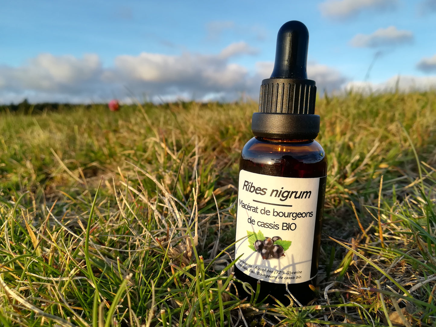Gemmothérapie de cassis BIO (Ribes nigrum) 30ml