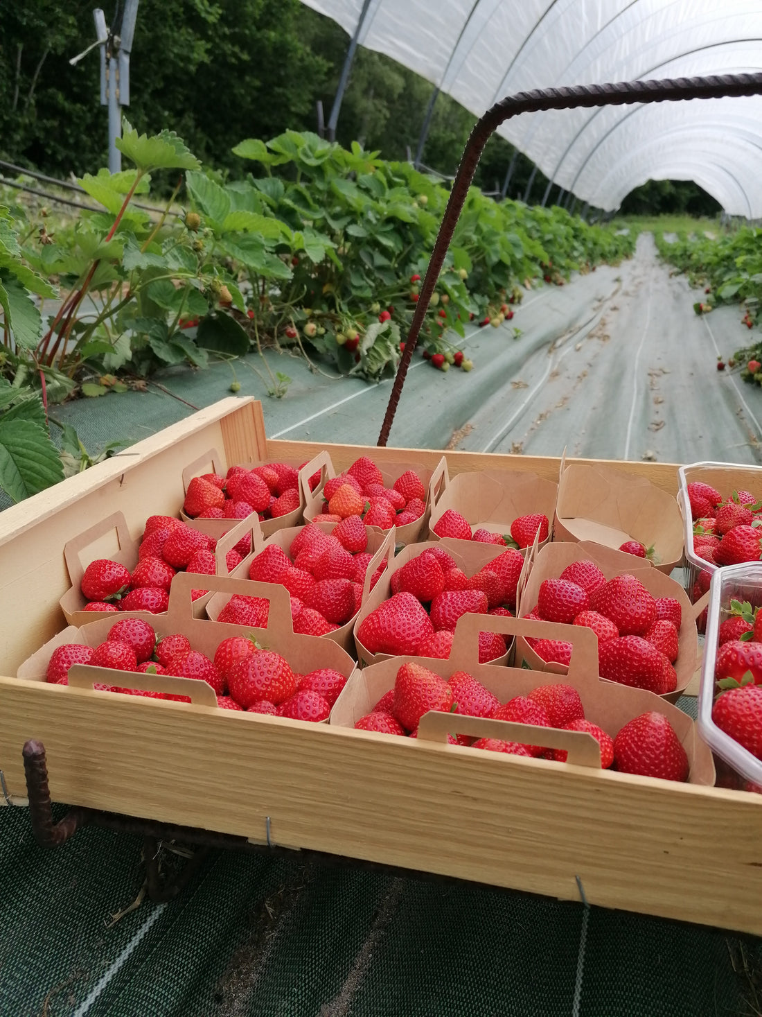 Album "Des fruits et des cueilleurs !"